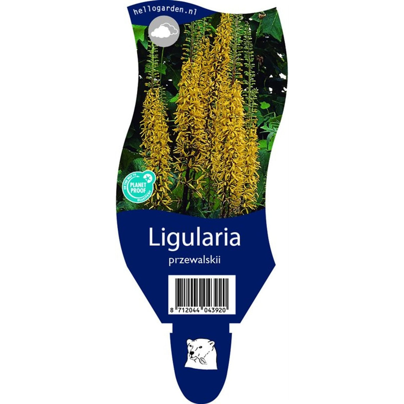 Ligularia – Ligularia przewalskii - P11